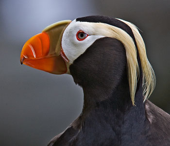 Tufted Puffin Facts — SeaDoc Society