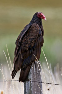 Turkey Vulture photo by NP