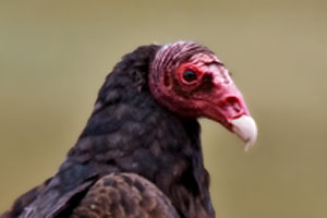 Turkey Vulture photo by NP