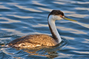Western grebe photo by NP