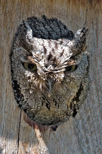 Western Screech Owl photo by NP