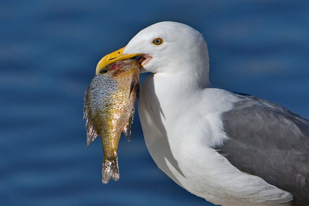 Western gull photo by NP