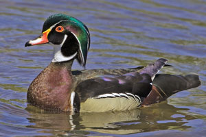 Wood Duck photo by NP