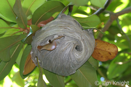 Bald-faced Hornet nest photo by Tim Knight