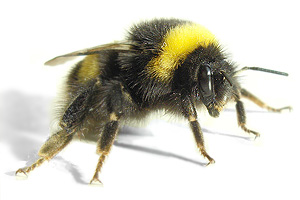 Bumblebee photo by Trounce