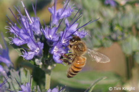 Honey bee photo by Tim Knight