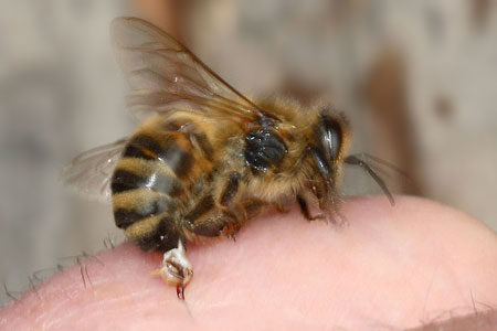 Honey bee photo by Tim Knight