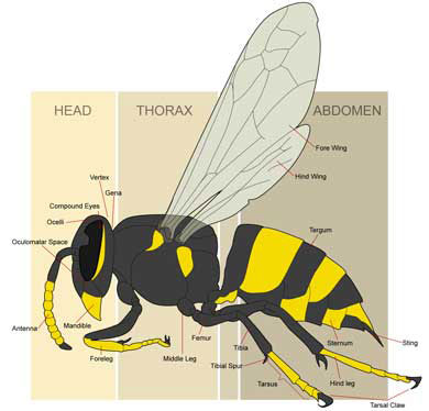 wasp drawing