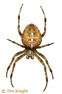 Image result for cross spider
