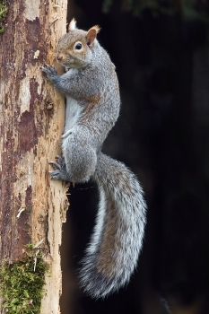 western_gray_squirrel photo