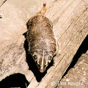 Badger photo by Tim Knight