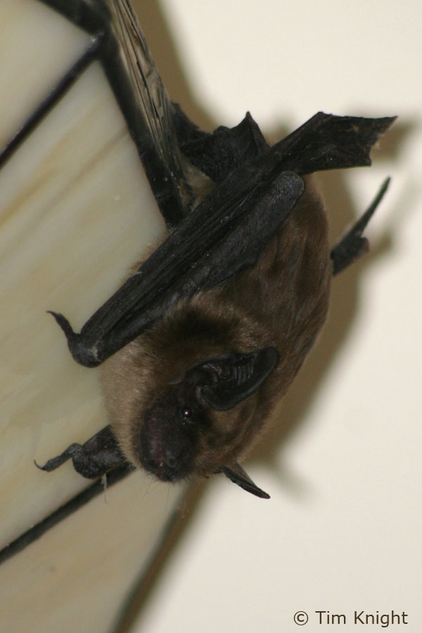 Brown Bats Diet