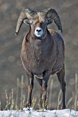 Bighorn sheep photo by Natures Pics