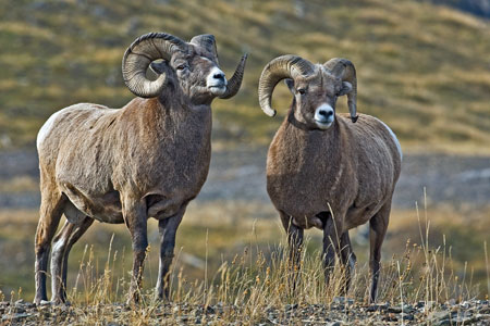 NatureMapping - Oveja de Grandes Cuernos - Bighorn Sheep Fact Sheet