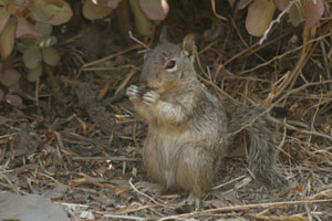 California Ground Squirrel photo by Tim Knight