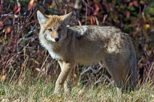 Coyote photo by NP