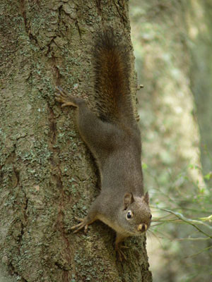 doug up squirrel