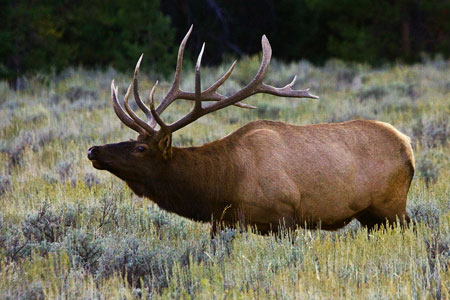 Elk photo by Natures Pics