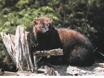 Fisher photo by U.S. Fish and Wildlife Service