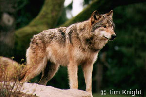 Gray Wolf photo by Tim Knight