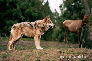 Gray Wolf photo by Tim Knight