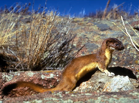 Long-tailed Weasel photo by National Park Service