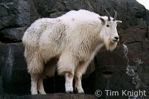 Mountain Goat photo by Tim Knight