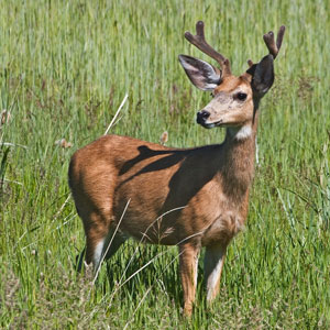Male Mule Deer