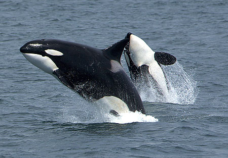 Details about   Ania AL-08 killer whales parent and child 