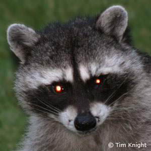 Raccoon photo by Tim Knight