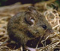 western_harvest_mouse photo 