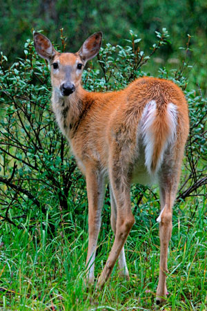 NatureMapping - Venado cola blanca - White-tailed Deer Fact Sheet