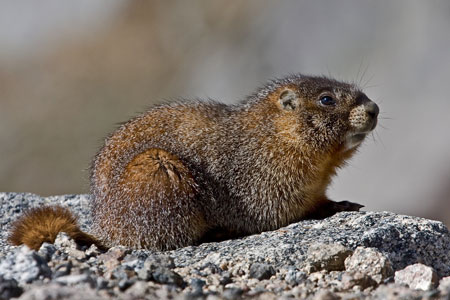 Yellow-bellied marmot photo by Natures Pics