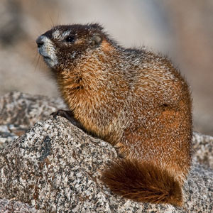 Yellow-bellied Marmot Facts - NatureMapping
