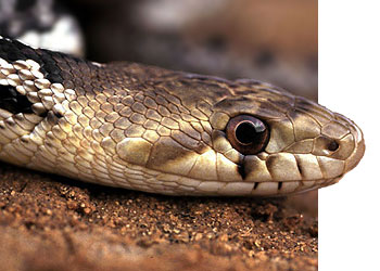 Gopher Snake by Chris Brown, USGS