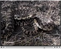 Gopher Snake video