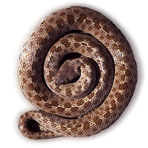 night snake photo