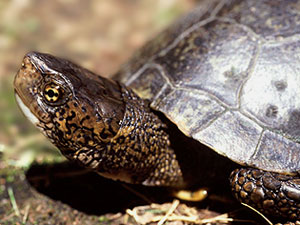 Western Pond turtle