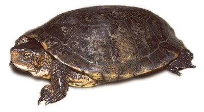 western pond turtle photo