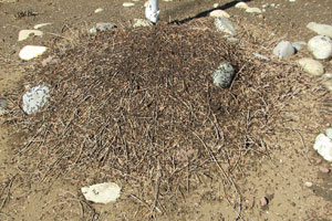 ant mound