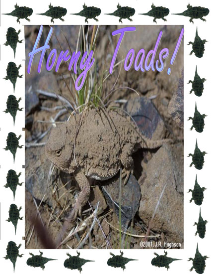 horny toads