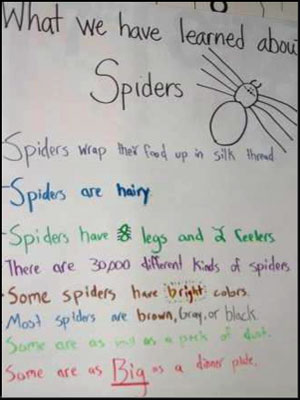 baby spiders