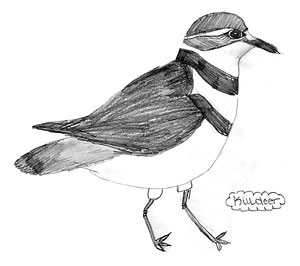 Killdeer