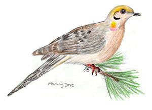 Mourning Dove by

Jennifer Branson