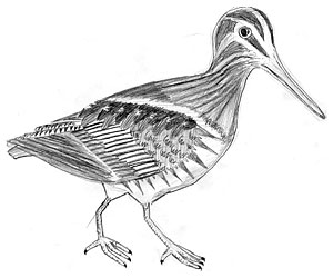 common snipe