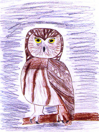 owl